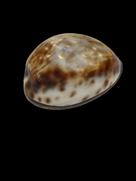 SILVER DOSA och SNÄCKA