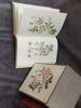 BÖCKER, C A M Lindman, Nordens flora