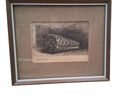 Van Rijn, Rembrandt Harmenszoon, efter, etsning, "Conus marmoreus", 1650,